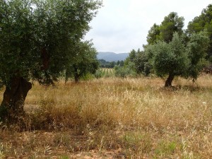 Garrigues