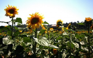 Girasols a Madremanya. Foto de Jennifer Woodard Madera, Flickr, CC